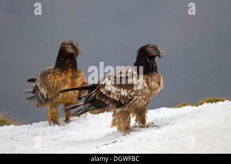 Bearded Vulture (Gypaetus barbatus), immature birds, Pyrenees, Aragon, Spain Stock Photo
