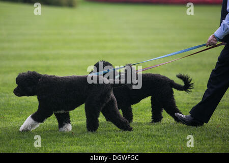 Washington, DC. 24th Oct, 2013. An unidentified White House staffer walks Bo and Sunny, the Obama family dogs, on the South Lawn of the White House, on October 24, 2013, in Washington, DC. Credit: Drew Angerer / Pool via CNP/dpa/Alamy Live News Stock Photo