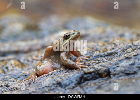 Pyrenean Frog (Rana pyrenaica), female, Pyrenees, Aragon, Spain Stock Photo