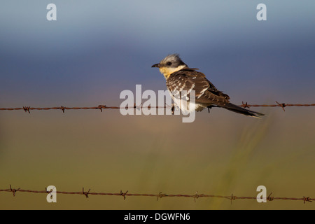 Great Spotted Cuckoo (Clamator tinnunculus) on barbed wire, Extremadura, Spain Stock Photo