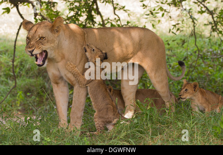 Lioness (Panthera leo) with three cubs. Playful cub receives a snarl from his mother Stock Photo