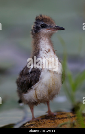 Black Tern (Chlidonias niger), chick, Berlin, Germany Stock Photo