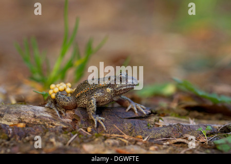 Common Midwife Toad (Alytes obstetricans), male carrying fresh mass of eggs, Thuringia, Germany Stock Photo