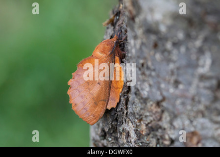 Lappet Moth (Gastro quercifolia), North Bulgaria, Bulgaria Stock Photo