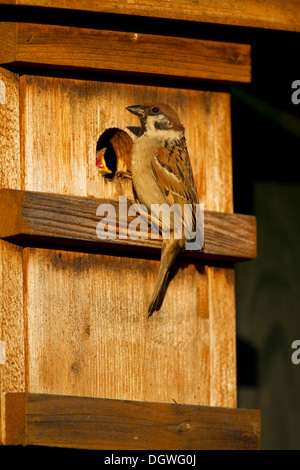Tree Sparrow (Passer montanus) on a nest box, Potsdam, Brandenburg, Germany Stock Photo