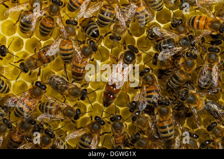 Western Honey Bees (Apis mellifera), queen on honeycomb surrounded by workers, Thuringia, Germany Stock Photo