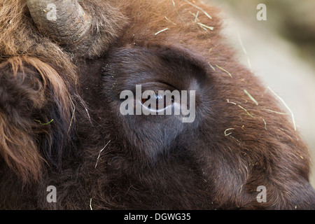 Wisent or European Bison (Bison bonasus), portrait, Innsbruck Zoo, Innsbruck, Innsbruck-Stadt District, North Tyrol, Tyrol Stock Photo