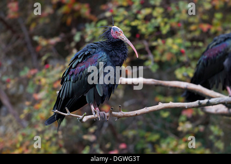 Northern Bald Ibis (Geronticus eremita), Innsbruck Zoo, Innsbruck, Innsbruck-Stadt District, North Tyrol, Tyrol, Austria Stock Photo