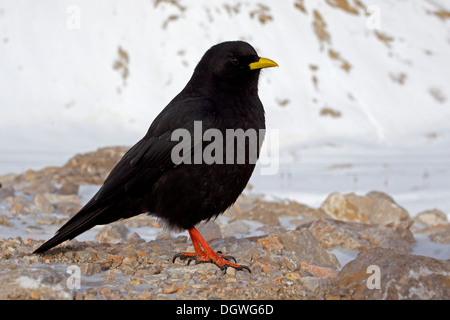 Alpine Chough or Yellow-billed Chouch (Pyrrhocorax graculus), Zugspitzplatt, Wetterstein mountain range, Werdenfelser Land Stock Photo