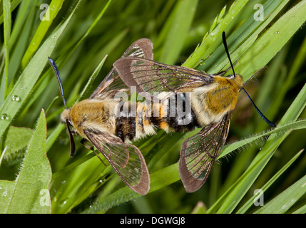 Narrow-bordered Bee Hawkmoth, Hemaris tityus - mating pair in spring. Stock Photo