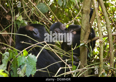 Habituated group of mountain gorillas (Gorilla beringei beringei), Bwindi Impenetrable Forest National Park, being studied by Stock Photo