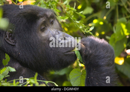 Habituated group of mountain gorillas (Gorilla beringei beringei), Bwindi Impenetrable Forest National Park, being studied by Stock Photo