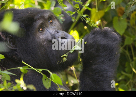 Habituated group of mountain gorillas (Gorilla beringei beringei), Bwindi Impenetrable Forest National Park, being studied by Stock Photo