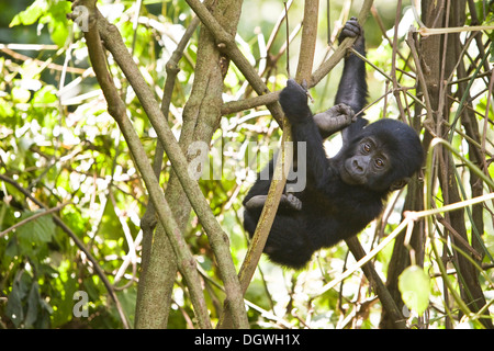 Habituated group of mountain gorillas (Gorilla beringei beringei), Bwindi Impenetrable Forest National Park, being studied by Stock Photo
