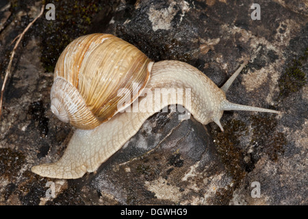 Roman Snail / Edible snail, Helix pomatia Stock Photo