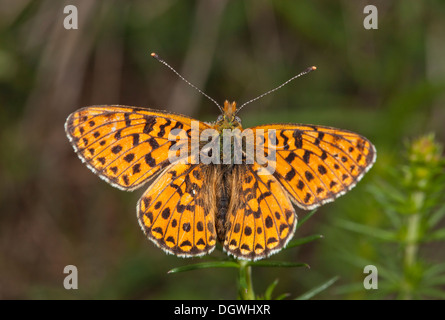 Pearl-bordered fritillary, Boloria euphrosyne; butterfly in woodland clearing. Stock Photo