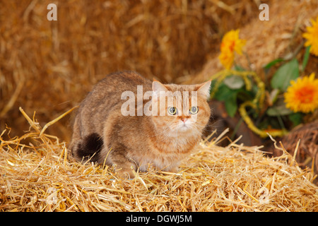 British Shorthair Cat, female |Britisch Kurzhaar, weiblich