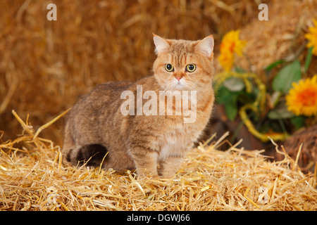 British Shorthair Cat, female |Britisch Kurzhaar, weiblich