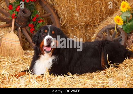 Bernese Mountain Dog, 7 years |Berner Sennenhund, Ruede, 7 Jahre Stock Photo