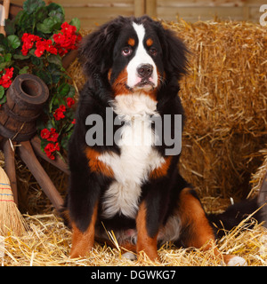 Bernese Mountain Dog, 9 months |Berner Sennenhund, 9 Monate / Junghund Stock Photo