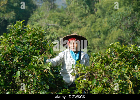 Tea picker, young woman of the Phounoy ethnic group with rice hat climbing in a tree crown and plucking tea leaves from tea Stock Photo