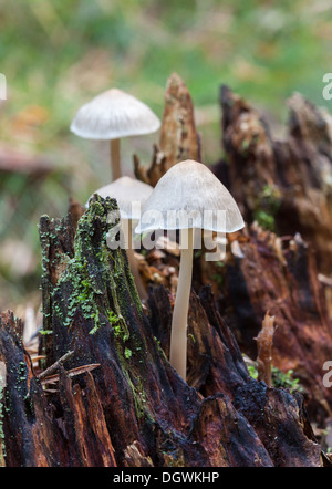 Autumn mushrooms in Espoo, Finland Stock Photo