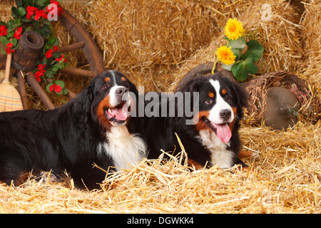 Bernese Mountain Dogs, males, 7 years and 9 months |Berner Sennenhunde, Rueden, 7 Jahre und 9 Monate Stock Photo