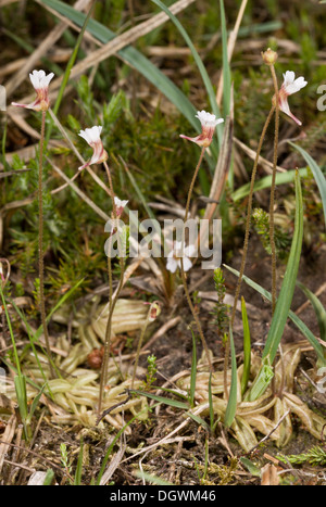 Pale or Western Butterwort, Pinguicula lusitanica; uncommon insectivorous bog plant. Stock Photo