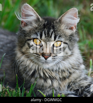 Domestic Cat Resting On The Grass Stock Photo