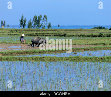 Rice farmer and water buffalo in a rice field, Zentralvietnam, Vietnam Stock Photo