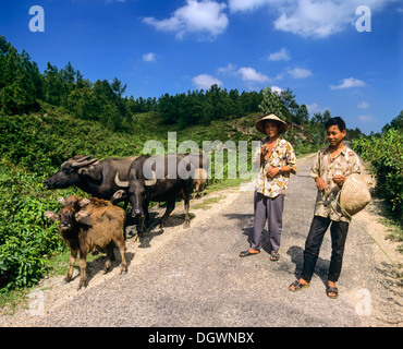 Shepherds with water buffaloes and calves, Zentralvietnam, Vietnam Stock Photo