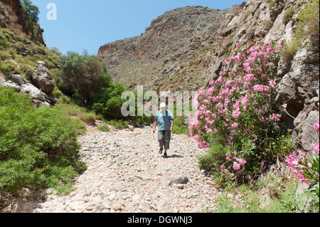 Elderly woman walking on a dry creek bed through the Zagros canyon, Oleander (Nerium oleander) with pink blossoms Stock Photo