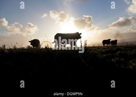 Islands of Orkney, Scotland. Cattle grazing on Orkney’s South Ronaldsay, with the island of Hoy in the distant background. Stock Photo