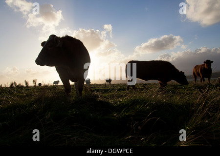 Islands of Orkney, Scotland. Cattle grazing on Orkney’s South Ronaldsay, with the island of Hoy in the distant background. Stock Photo