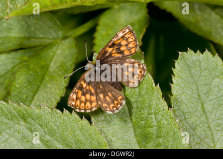Female Duke of Burgundy fritillary, Hamearis lucina, butterfly. Stock Photo