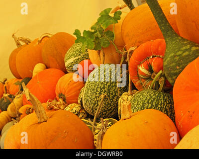 Great Torrington, UK. 26th Oct, 2013. Pumpkins, squashes, gourds and marrows exhibited at the Royal Horticultural Society's gardens at Rosemoor. All of the produce was grown at Rosemoor and provided the centrepiece for a weekend of activities celebrating the pumpkin in advance of Halloween Credit:  pjhpix/Alamy Live News Stock Photo