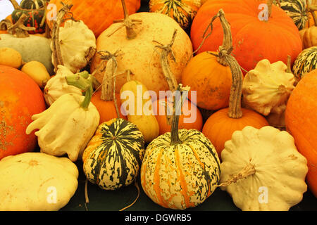 Great Torrington, UK. 26th Oct, 2013. Pumpkins, squashes, gourds and marrows exhibited at the Royal Horticultural Society's gardens at Rosemoor. All of the produce was grown at Rosemoor  and provided the centrepiece for a weekend of activities celebrating the pumpkin in advance of Halloween Credit:  pjhpix/Alamy Live News Stock Photo