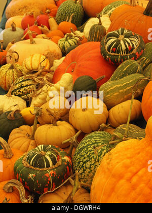 Great Torrington, UK. 26th Oct, 2013. Pumpkins, squashes, gourds and marrows exhibited at the Royal Horticultural Society's gardens at Rosemoor. All of the produce was grown at Rosemoor and provided the centrepiece for a weekend of activities celebrating the pumpkin in advance of Halloween Credit:  pjhpix/Alamy Live News Stock Photo