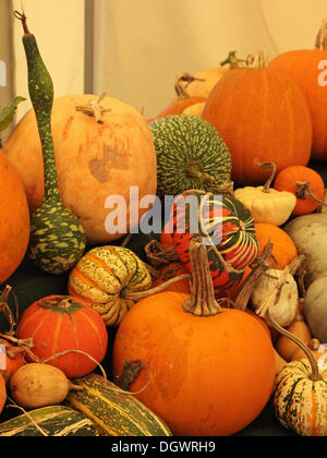 Great Torrington, UK. 26th Oct, 2013. Pumpkins, squashes, gourds and marrows exhibited at the Royal Horticultural Society's gardens at Rosemoor. All of the produce was grown at Rosemoor  and provided the centrepiece for a weekend of activities celebrating the pumpkin in advance of Halloween Credit:  pjhpix/Alamy Live News Stock Photo