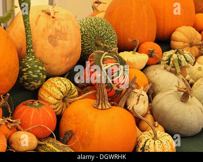 Great Torrington, UK. 26th Oct, 2013. Pumpkins, squashes, gourds and marrows exhibited at the Royal Horticultural Society's gardens at Rosemoor. All of the produce was grown at Rosemoor and provided the centrepiece for a weekend of activities celebrating the pumpkin in advance of Halloween Credit:  pjhpix/Alamy Live News Stock Photo