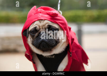 Manchester, UK 26th October, 2013. Pug in hoddie Halloween costume at the Quays, Trafford Park, Manchester  Open Weekend.  A weekend of events tours, talks complete with a pug flash mob outside Wagamama,    Credit:  Mar Photographics/Alamy Live News Stock Photo