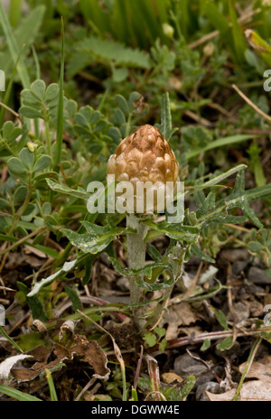 Leuzea conifera Stock Photo