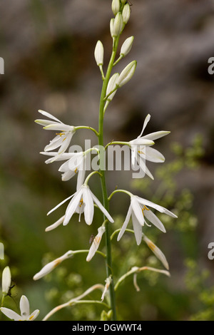 St Bernard’s lily, Anthericum liliago in flower, Pyrenees Stock Photo