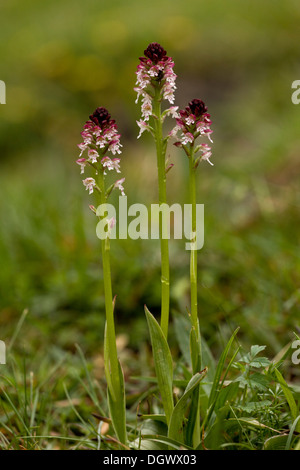 Burnt Orchid / Burnt-tip orchid / Dwarf Orchid, Neotinea ustulata, group of three spikes in limestone grassland. Stock Photo