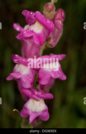 Common Snapdragon, Antirrhinum majus in flower in its pink form. Pyrenees. Stock Photo