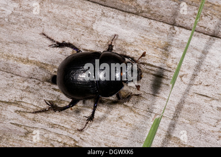 A Dor Beetle, or Dung Beetle, Anoplotrupes stercorosus = Geotrupes; breeds on dung.