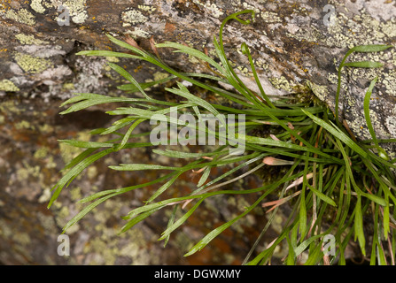 Forked Spleenwort, Asplenium septentrionale; uncommon plant of acid rock in western Britain. Stock Photo