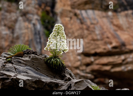 Pyrenean Saxifrage, Saxifraga longifolia on limestone cliffs, Ordesa National Park. A pyrenean endemic. Spain Stock Photo