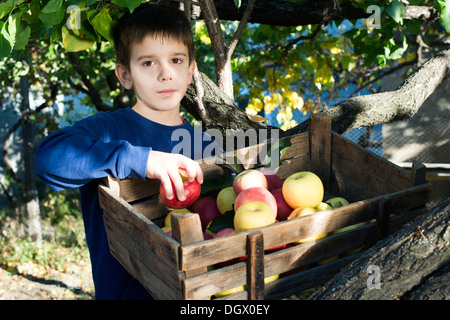 Apples in an old wooden crate on tree. Child authentic image Stock Photo