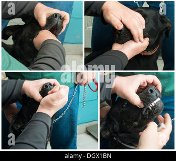 Giving medicine to a dog. Set of images Stock Photo